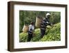 Farmer Lincoln Kimanthi Mugo and his wife Polly Mukami picking tea, Kathangiri, Kenya-Godong-Framed Photographic Print