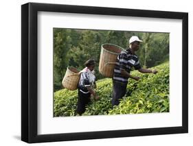 Farmer Lincoln Kimanthi Mugo and his wife Polly Mukami picking tea, Kathangiri, Kenya-Godong-Framed Photographic Print