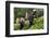 Farmer Lincoln Kimanthi Mugo and his wife Polly Mukami picking tea, Kathangiri, Kenya-Godong-Framed Photographic Print