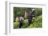 Farmer Lincoln Kimanthi Mugo and his wife Polly Mukami picking tea, Kathangiri, Kenya-Godong-Framed Photographic Print