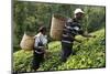 Farmer Lincoln Kimanthi Mugo and his wife Polly Mukami picking tea, Kathangiri, Kenya-Godong-Mounted Photographic Print