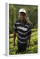 Farmer Lincoln Kimanthi Mugo picking tea, Kathangiri, Kenya-Godong-Framed Photographic Print