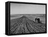 Farmer Lossening Top Soil of His Field-Dmitri Kessel-Framed Stretched Canvas