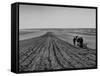 Farmer Lossening Top Soil of His Field-Dmitri Kessel-Framed Stretched Canvas