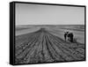 Farmer Lossening Top Soil of His Field-Dmitri Kessel-Framed Stretched Canvas