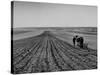 Farmer Lossening Top Soil of His Field-Dmitri Kessel-Stretched Canvas