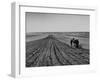 Farmer Lossening Top Soil of His Field-Dmitri Kessel-Framed Photographic Print