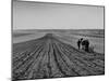 Farmer Lossening Top Soil of His Field-Dmitri Kessel-Mounted Photographic Print