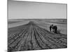 Farmer Lossening Top Soil of His Field-Dmitri Kessel-Mounted Photographic Print