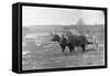 Farmer on Ox Cart-null-Framed Stretched Canvas