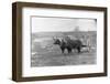 Farmer on Ox Cart-null-Framed Premium Photographic Print