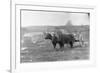 Farmer on Ox Cart-null-Framed Photographic Print