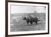 Farmer on Ox Cart-null-Framed Photographic Print