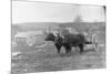 Farmer on Ox Cart-null-Mounted Photographic Print