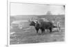 Farmer on Ox Cart-null-Framed Photographic Print