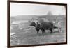 Farmer on Ox Cart-null-Framed Photographic Print