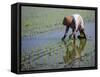 Farmer Planting Rice, Kerobokan, Bali, Indonesia, Southeast Asia, Asia-Thorsten Milse-Framed Stretched Canvas