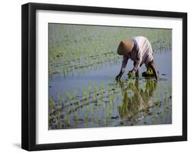 Farmer Planting Rice, Kerobokan, Bali, Indonesia, Southeast Asia, Asia-Thorsten Milse-Framed Photographic Print