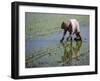 Farmer Planting Rice, Kerobokan, Bali, Indonesia, Southeast Asia, Asia-Thorsten Milse-Framed Photographic Print