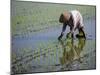 Farmer Planting Rice, Kerobokan, Bali, Indonesia, Southeast Asia, Asia-Thorsten Milse-Mounted Photographic Print