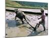Farmer Ploughing Flooded Rice Field, Central Area, Island of Bali, Indonesia, Southeast Asia-Bruno Morandi-Mounted Photographic Print