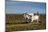 Farmer Ploughing His Field around Taungthman Lake, U Bein, Amarapura, Myanmar (Burma), Asia-Nathalie Cuvelier-Mounted Photographic Print