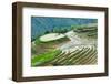 Farmer plowing water filled rice terrace with water buffalo, Longsheng, Guangxi Province, China-Keren Su-Framed Photographic Print