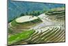 Farmer plowing water filled rice terrace with water buffalo, Longsheng, Guangxi Province, China-Keren Su-Mounted Photographic Print