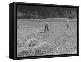 Farmer Raking His Field after Wheat Harvest-null-Framed Stretched Canvas
