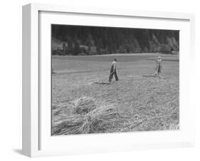Farmer Raking His Field after Wheat Harvest-null-Framed Photographic Print