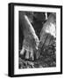 Farmer's Strong, Work Toughened Hands Planting in the Garden-Ed Clark-Framed Photographic Print