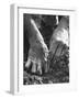 Farmer's Strong, Work Toughened Hands Planting in the Garden-Ed Clark-Framed Photographic Print