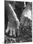 Farmer's Strong, Work Toughened Hands Planting in the Garden-Ed Clark-Mounted Photographic Print