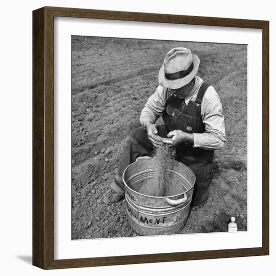 Farmer Straining Grain Through His Fingers-Bernard Hoffman-Framed Photographic Print