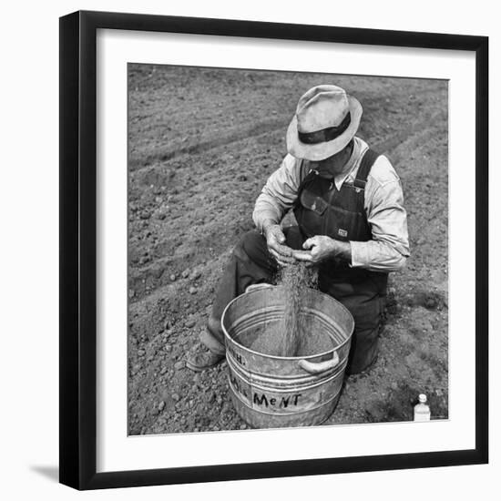 Farmer Straining Grain Through His Fingers-Bernard Hoffman-Framed Photographic Print