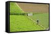 Farmer Surveying His Smallholding in the Fertile Hills of Central Java-Annie Owen-Framed Stretched Canvas