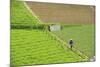 Farmer Surveying His Smallholding in the Fertile Hills of Central Java-Annie Owen-Mounted Photographic Print