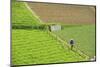 Farmer Surveying His Smallholding in the Fertile Hills of Central Java-Annie Owen-Mounted Photographic Print