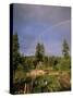 Farmer Tending Organic Vegetable Garden, Vashon Island, Puget Sound, Washington State, USA-Aaron McCoy-Stretched Canvas