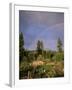 Farmer Tending Organic Vegetable Garden, Vashon Island, Puget Sound, Washington State, USA-Aaron McCoy-Framed Photographic Print