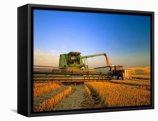 Farmer Unloading Wheat from Combine Near Colfax, Washington, USA-Chuck Haney-Framed Stretched Canvas