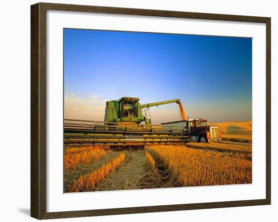 Farmer Unloading Wheat from Combine Near Colfax, Washington, USA-Chuck Haney-Framed Photographic Print