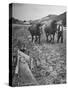 Farmer Using Two Horses and a Harrow to Plow His Field-null-Stretched Canvas