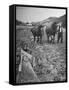 Farmer Using Two Horses and a Harrow to Plow His Field-null-Framed Stretched Canvas