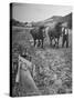 Farmer Using Two Horses and a Harrow to Plow His Field-null-Stretched Canvas