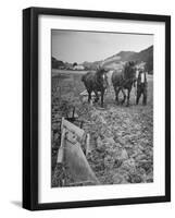 Farmer Using Two Horses and a Harrow to Plow His Field-null-Framed Photographic Print