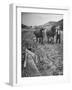 Farmer Using Two Horses and a Harrow to Plow His Field-null-Framed Photographic Print