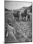 Farmer Using Two Horses and a Harrow to Plow His Field-null-Mounted Photographic Print