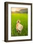 Farmer wearing a conical hat in rice fields, Mai Chau, Hoa Binh, Vietnam, Indochina, Southeast Asia-Alex Robinson-Framed Photographic Print