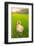 Farmer wearing a conical hat in rice fields, Mai Chau, Hoa Binh, Vietnam, Indochina, Southeast Asia-Alex Robinson-Framed Photographic Print